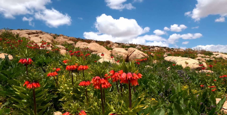 دشت گل لاله فریدون شهر