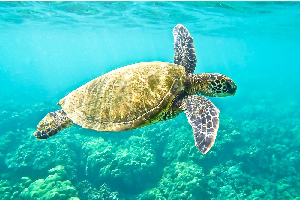 لاک پشت های دریایی کیش