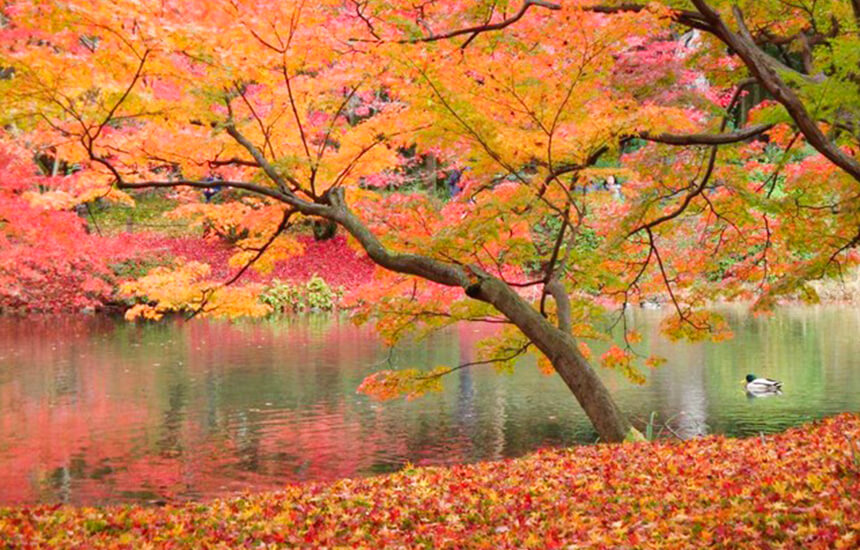 سفر به ژاپن در پاییز