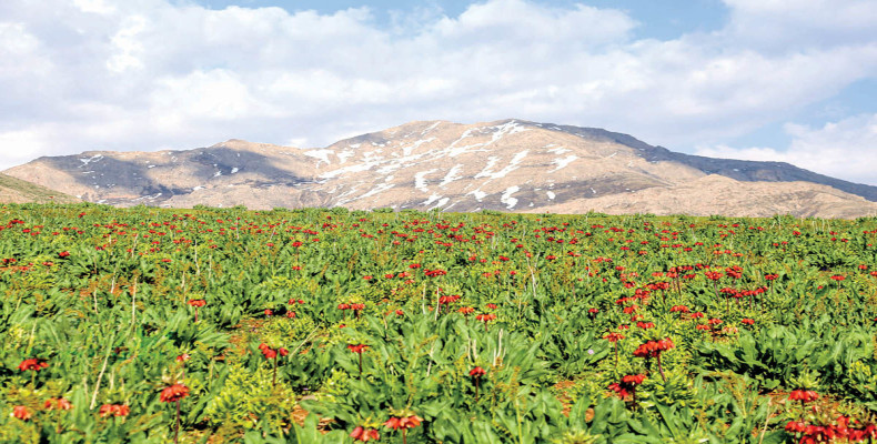 بهار در ایران کجا بریم، دشت گل کوهرنگ