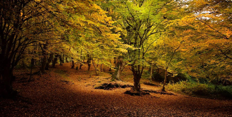 جنگل ناهارخوران؛ پاییز گلستان