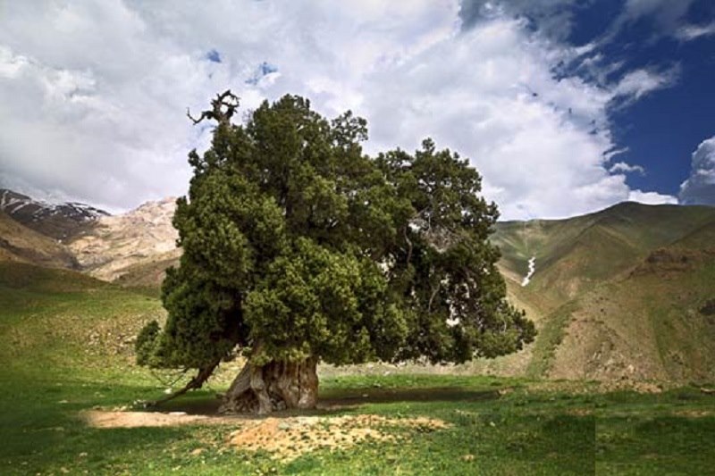 قدیمی ترین درختان ایران