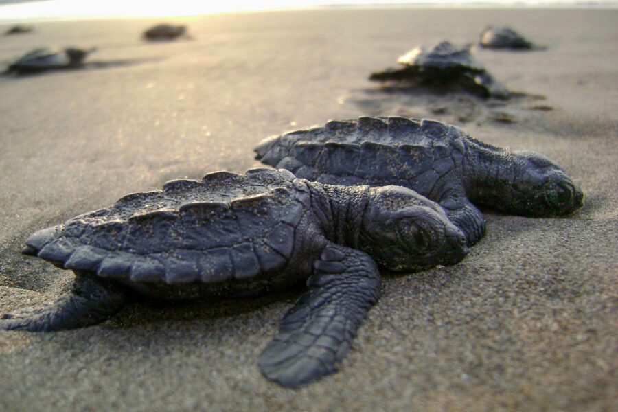 لاک پشت های دریایی کیش