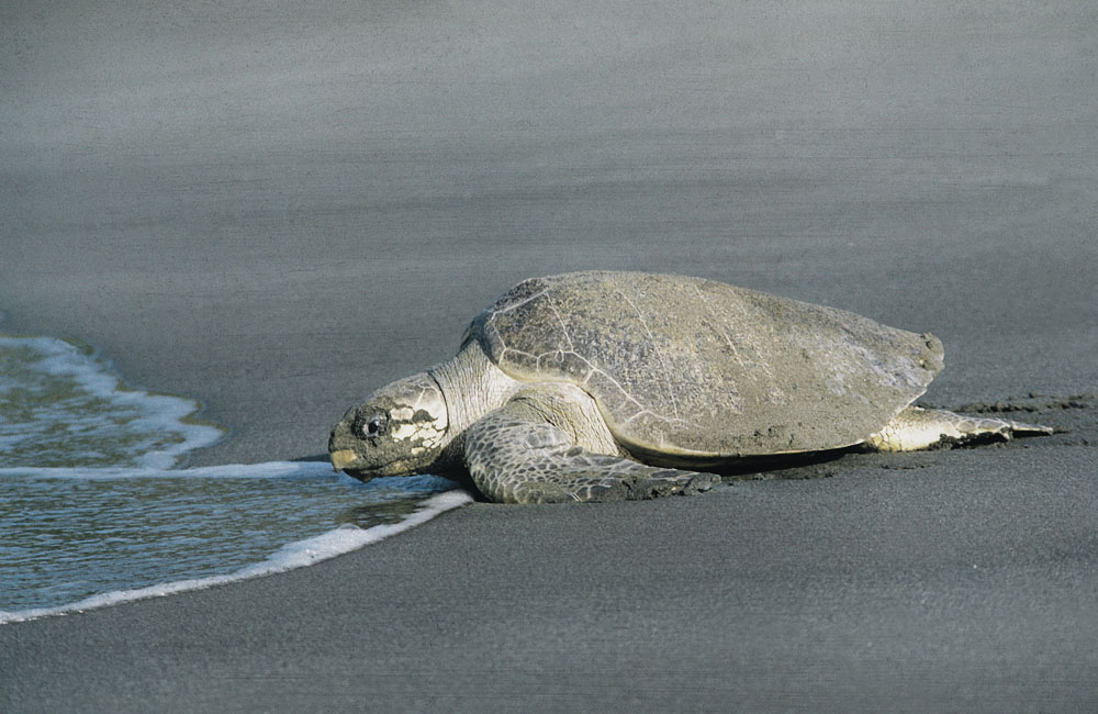 لاک پشت های دریایی کیش، عجیبترین جاذبه جزیره