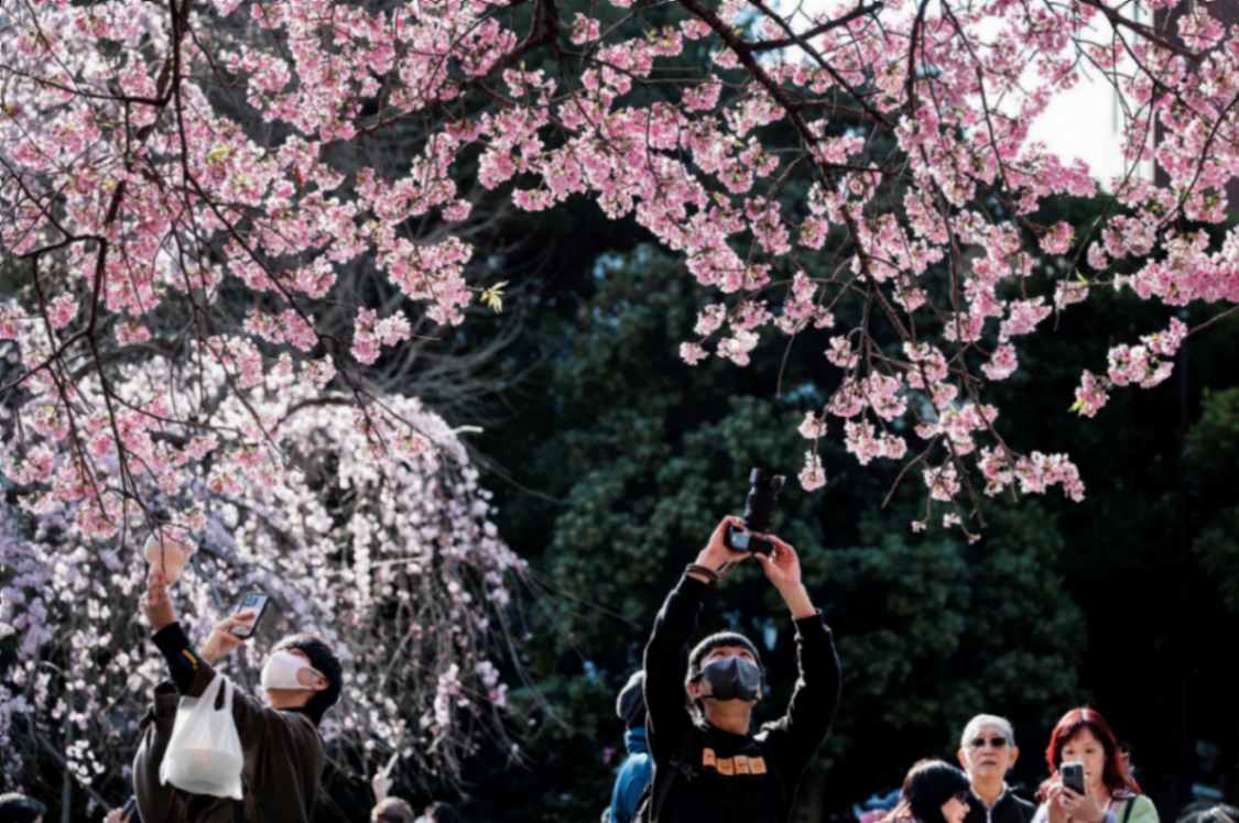 سفر به پوکت در بهار و غرق شدن در شکوفه‌های رنگی