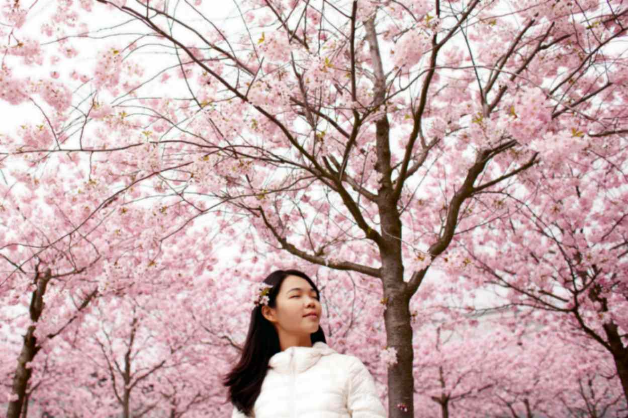 مارس تا آوریل: برای شکوفه‌های گیلاس