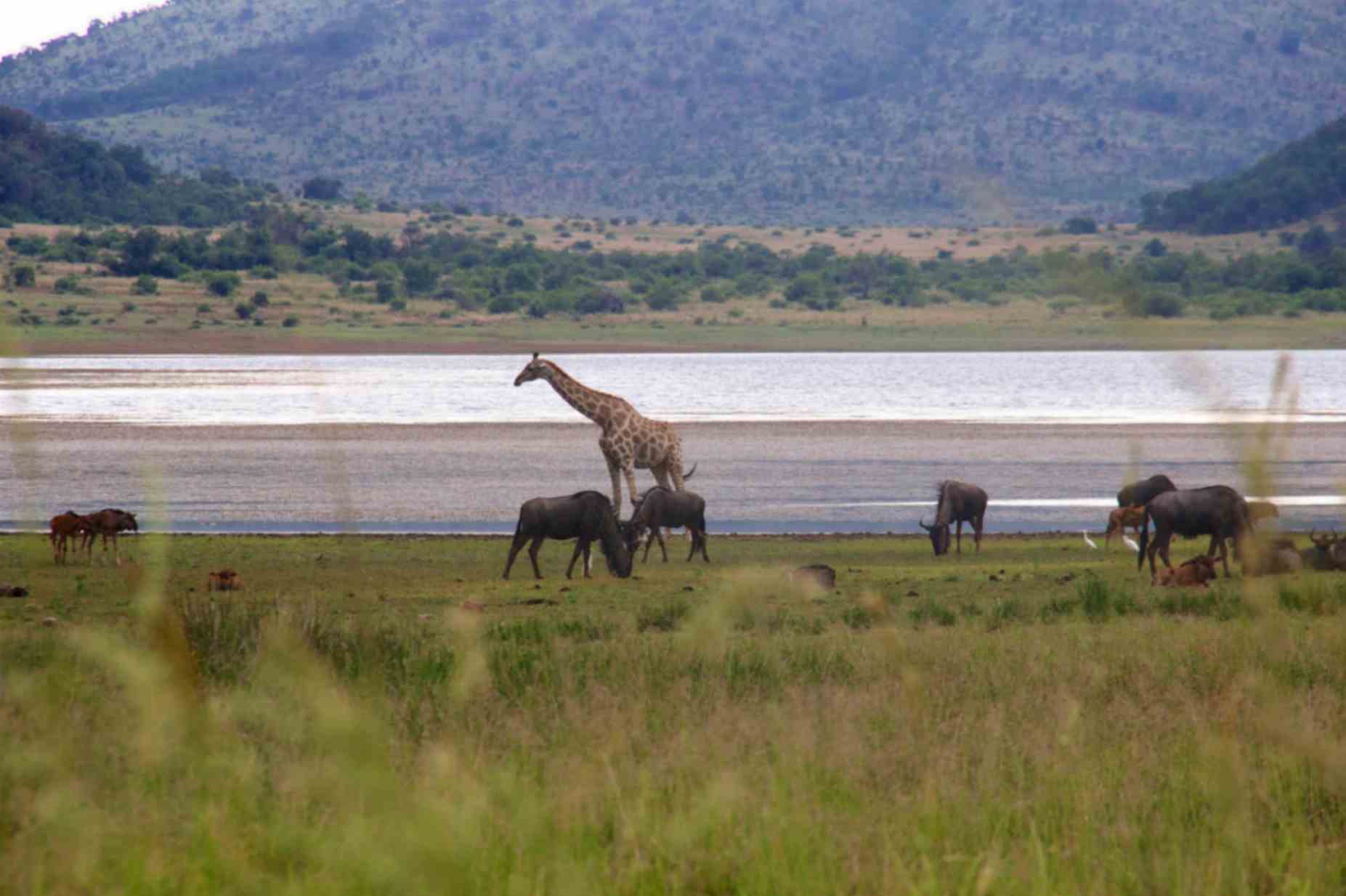 پارک ملی پیلانسبرگ؛ از جاهای دیدنی ژوهانسبورگ