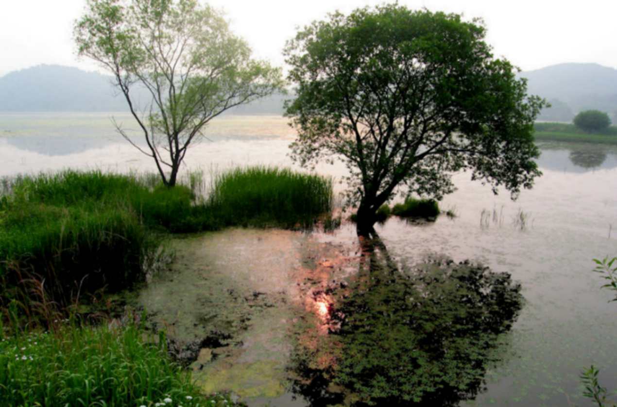 Upo Marsh: بزرگترین تالاب کره