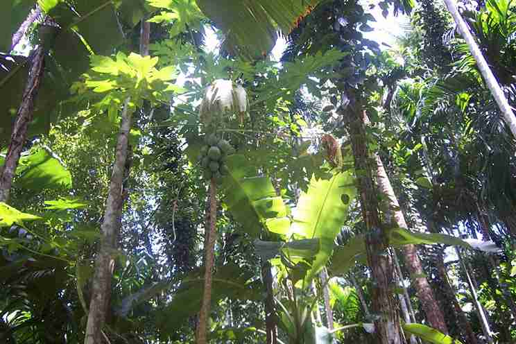 باغ ادویه رانولی و شگفتی‌های طبیعی آن  