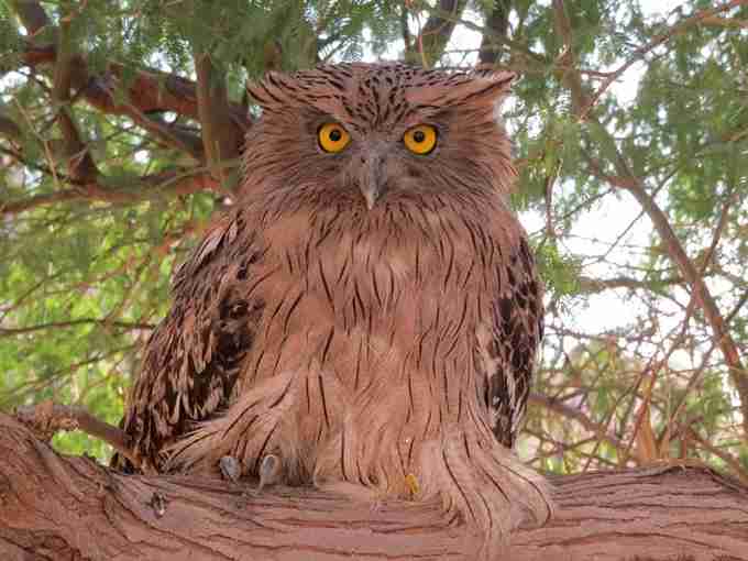 باغ پرندگان بندرعباس