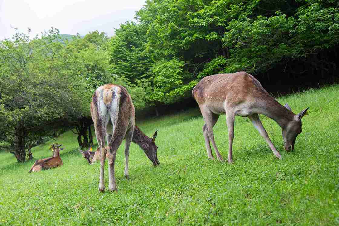 جنگل ارسباران تبریز