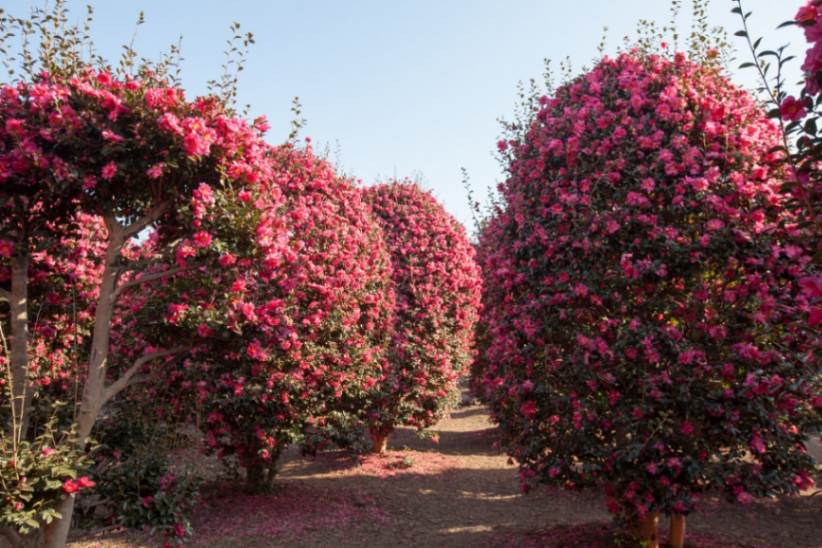 بهترین زمان سفر به جیجو