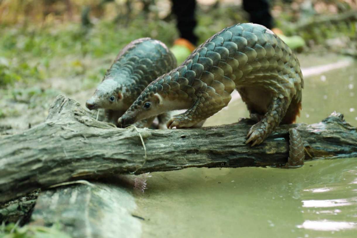 حیات وحش جذاب و دیدنی؛ از نمادهای تایلند