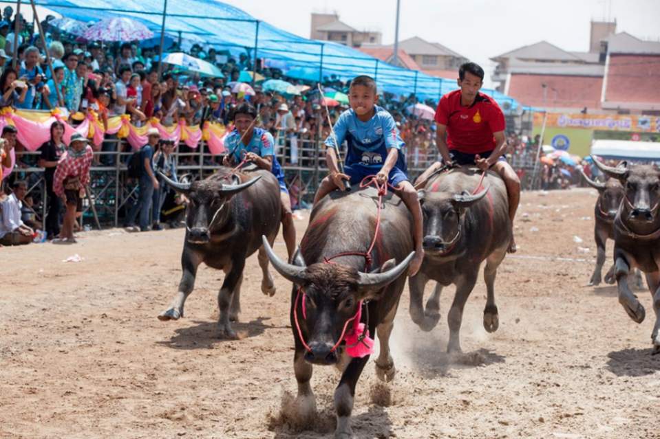 بهترین فستیوال های تایلند؛ جشنواره مسابقات بوفالو