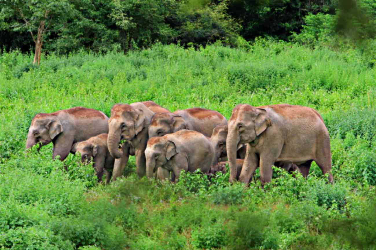 پارک های ملی تایلند