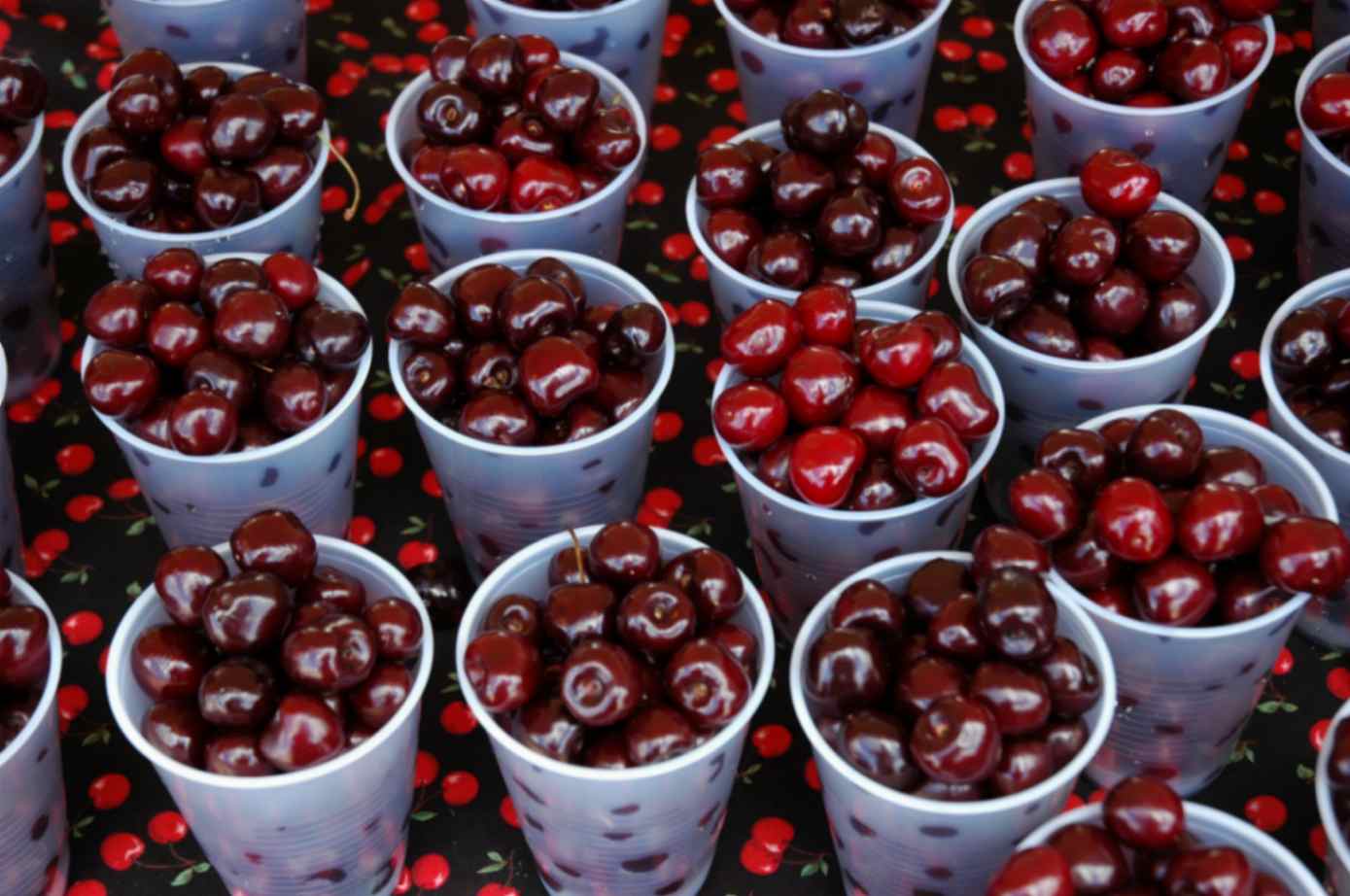فستیوال ‌های آفریقای جنوبی؛ Cherry Festival