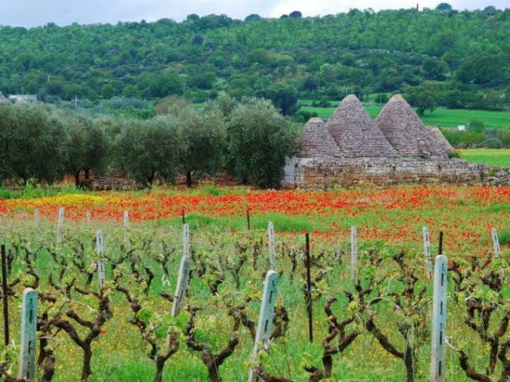 جاهای مخفی ایتالیا؛ Valle d’Itria