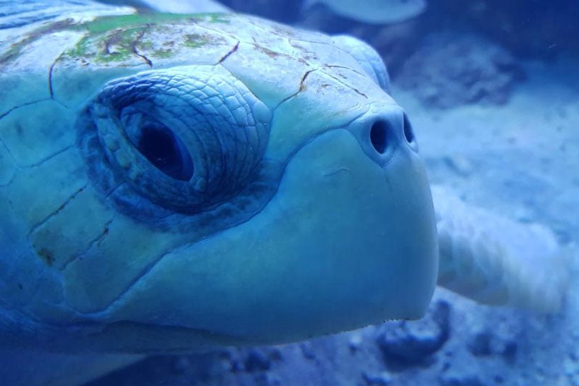 جاذبه های گردشگری کیش؛ آکواریوم کیش