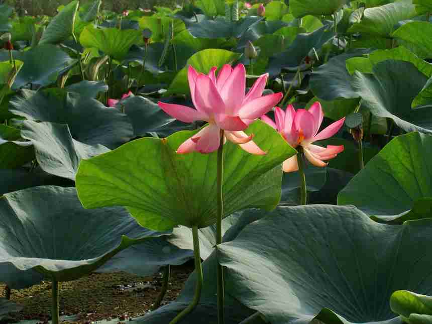  تالاب بندر انزلی