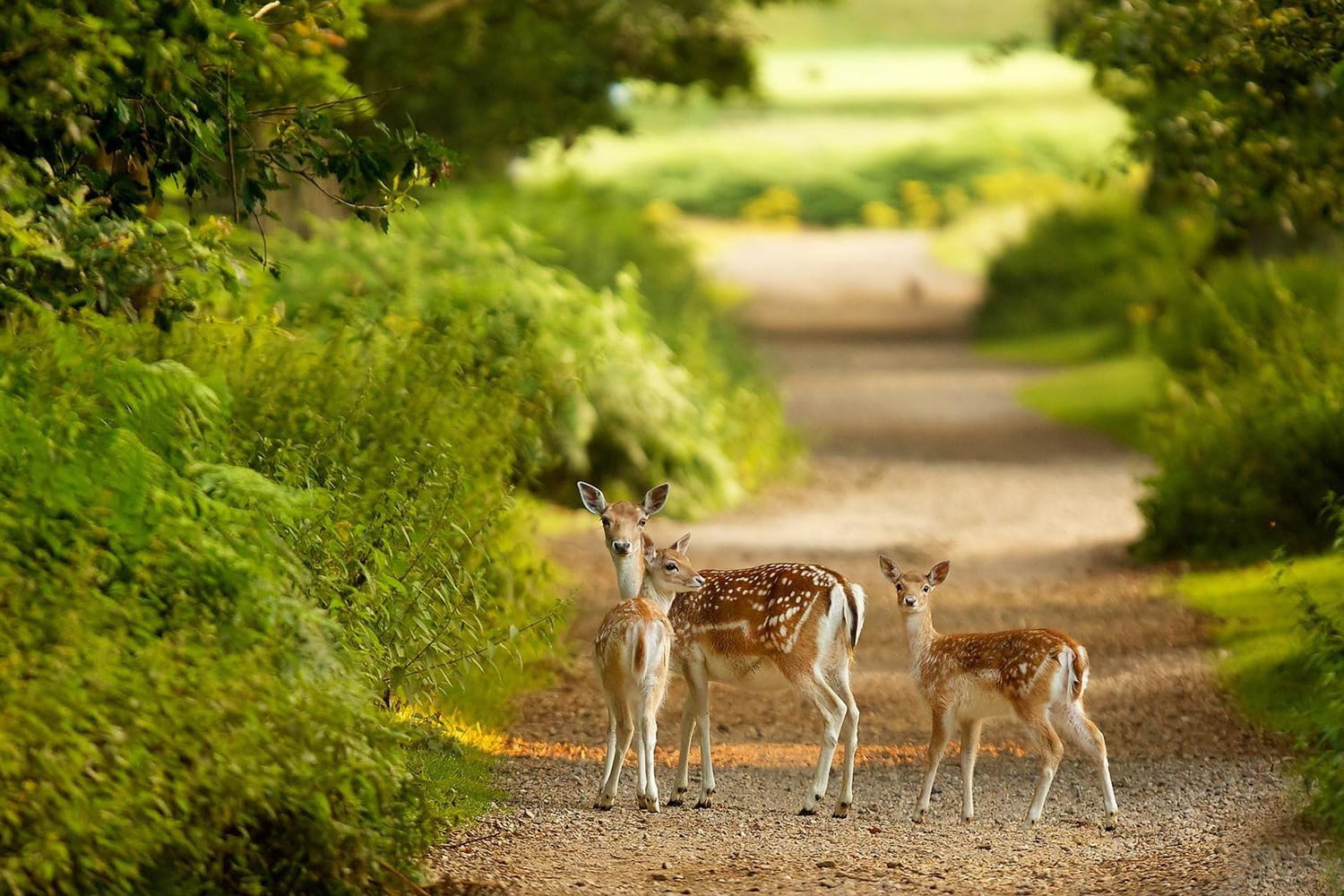 بوستان آهوان کیش