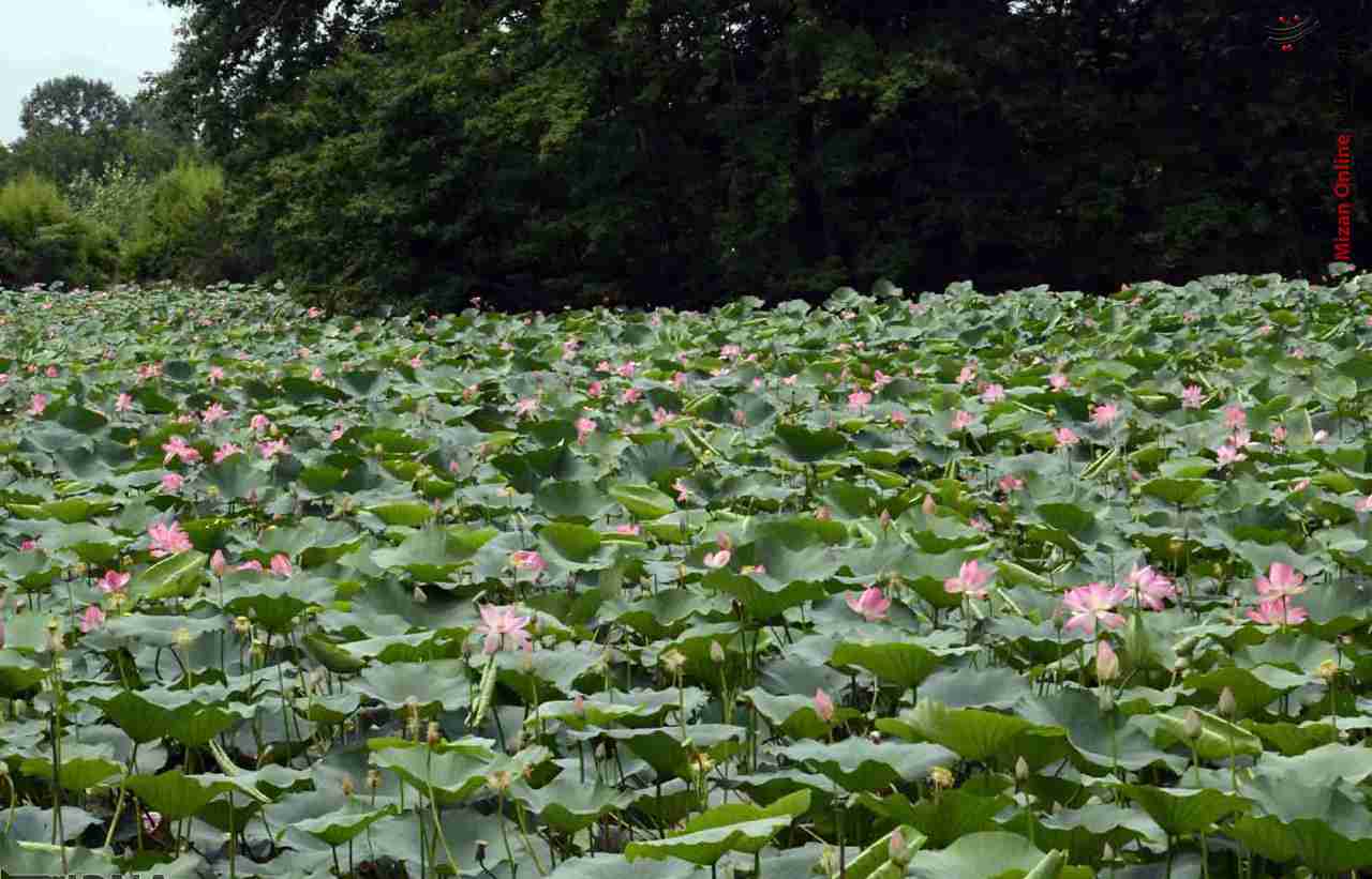 تالاب سوستان؛ از دیدنی های لاهیجان