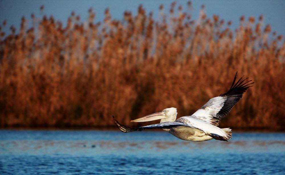  تالاب بندر انزلی