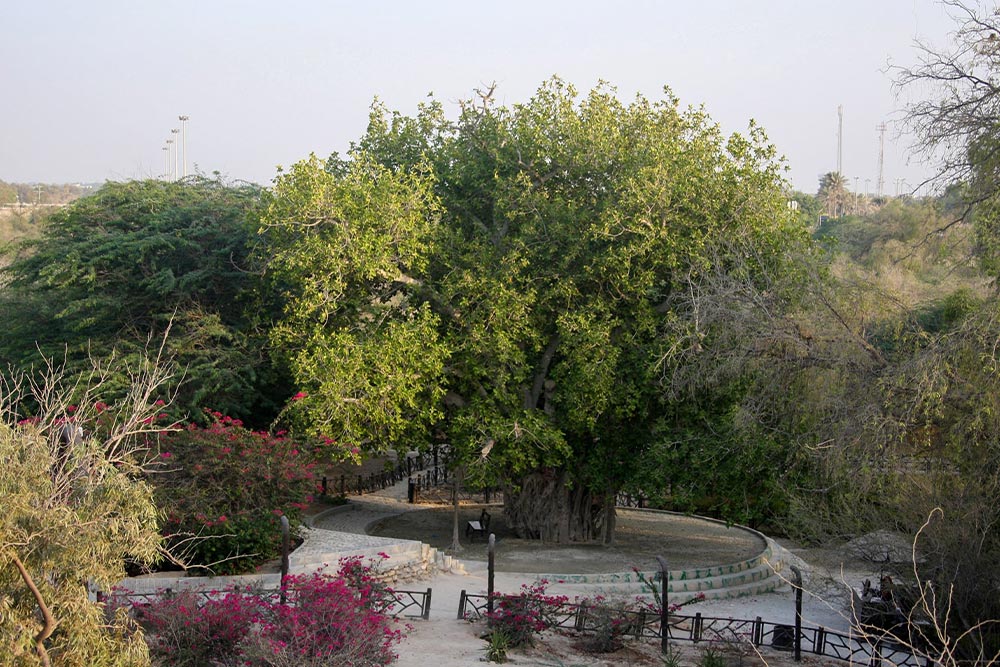 جاذبه های گردشگری کیش؛ درخت سبز کیش