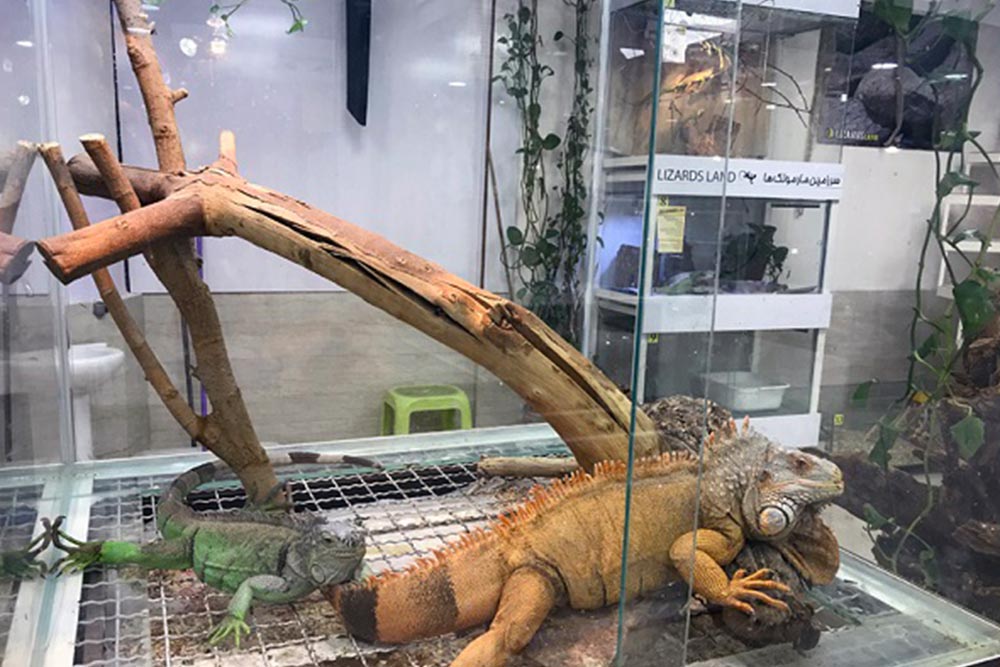 جاهای دیدنی کیش؛ نمایشگاه خزندگان 