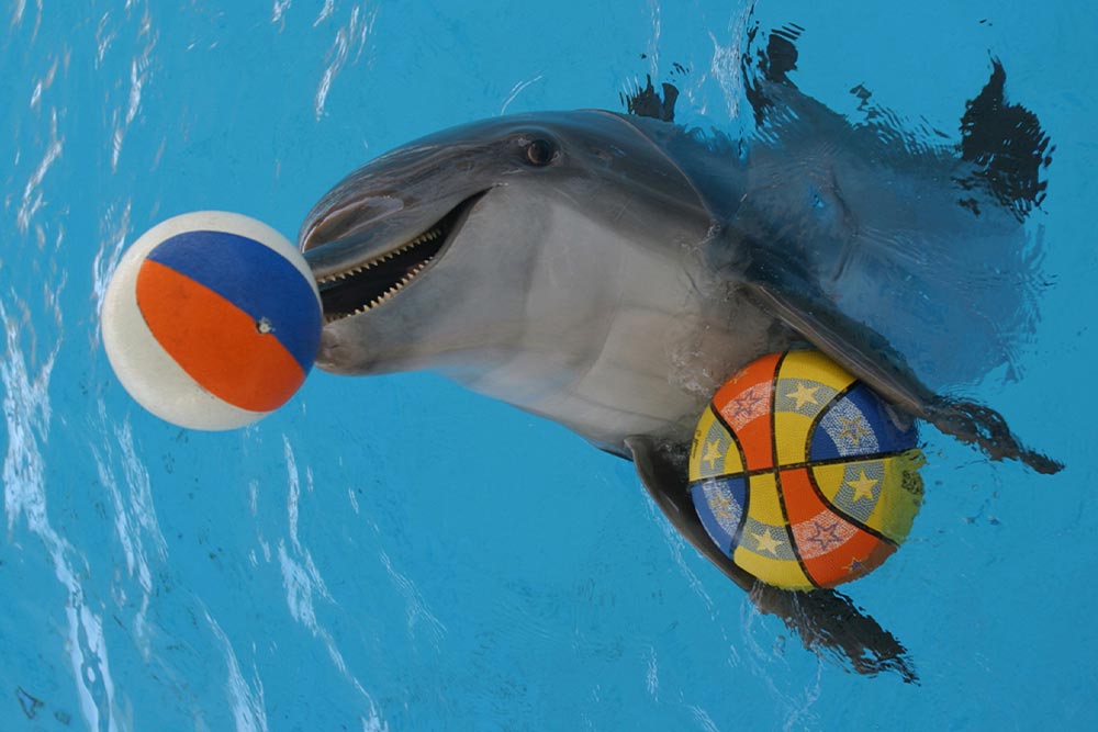 جاذبه های گردشگری کیش