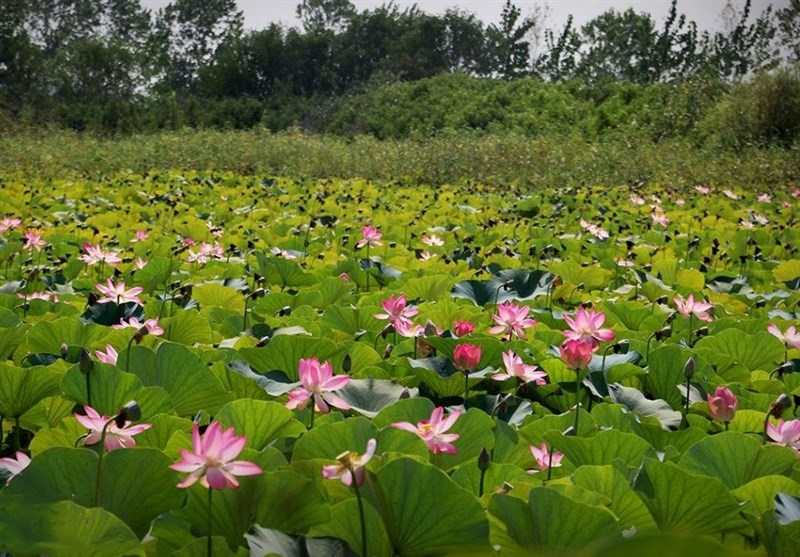  تالاب بندر انزلی