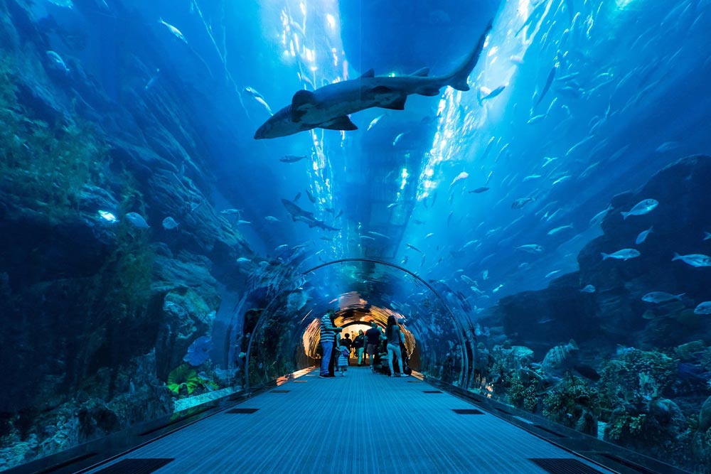 دبی در شب؛ آکواریوم دبی