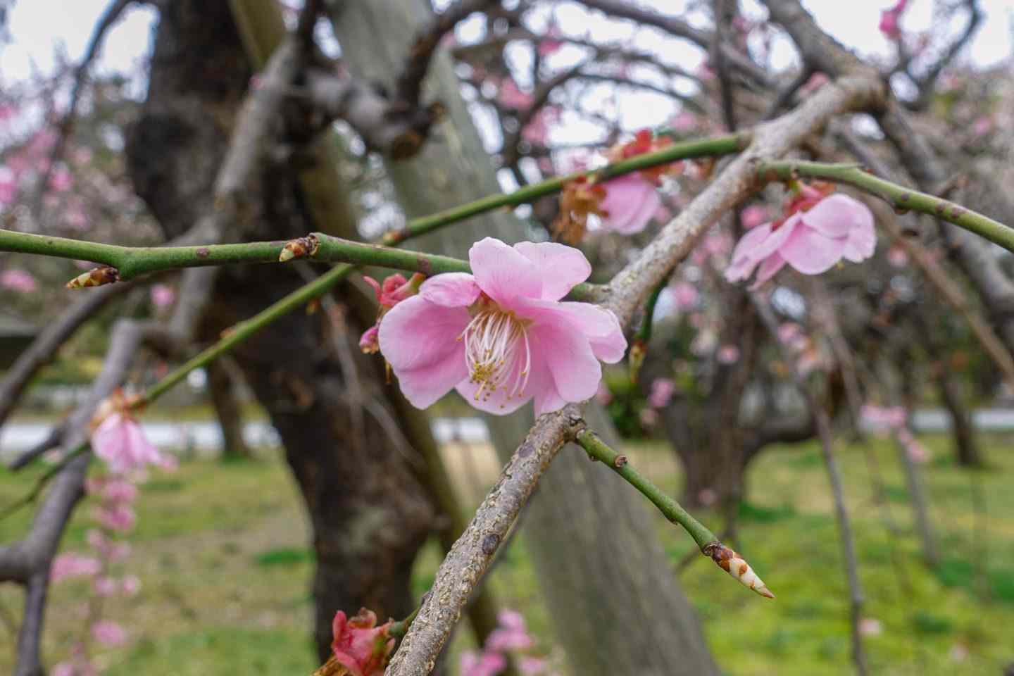 شکوفه‌های گیلاس در توکیو