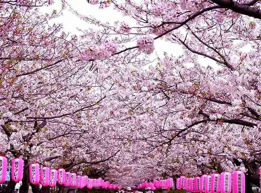 شکوفه‌های گیلاس در توکیو