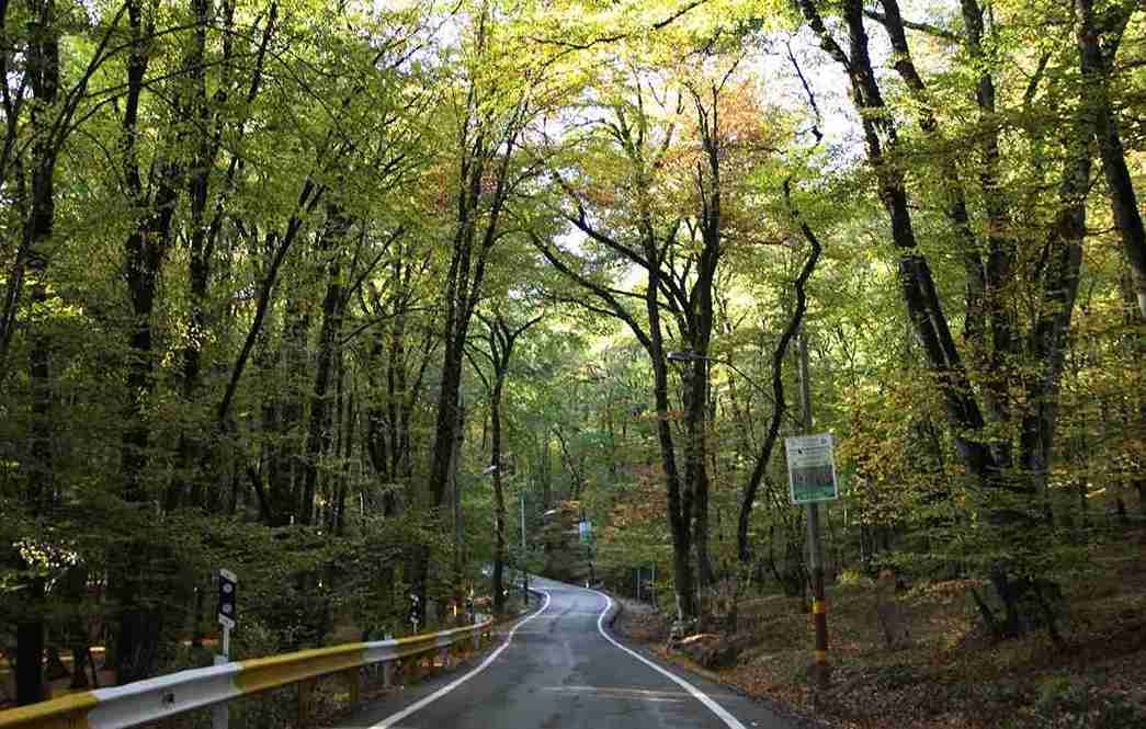 جنگل توسکستان گرگان