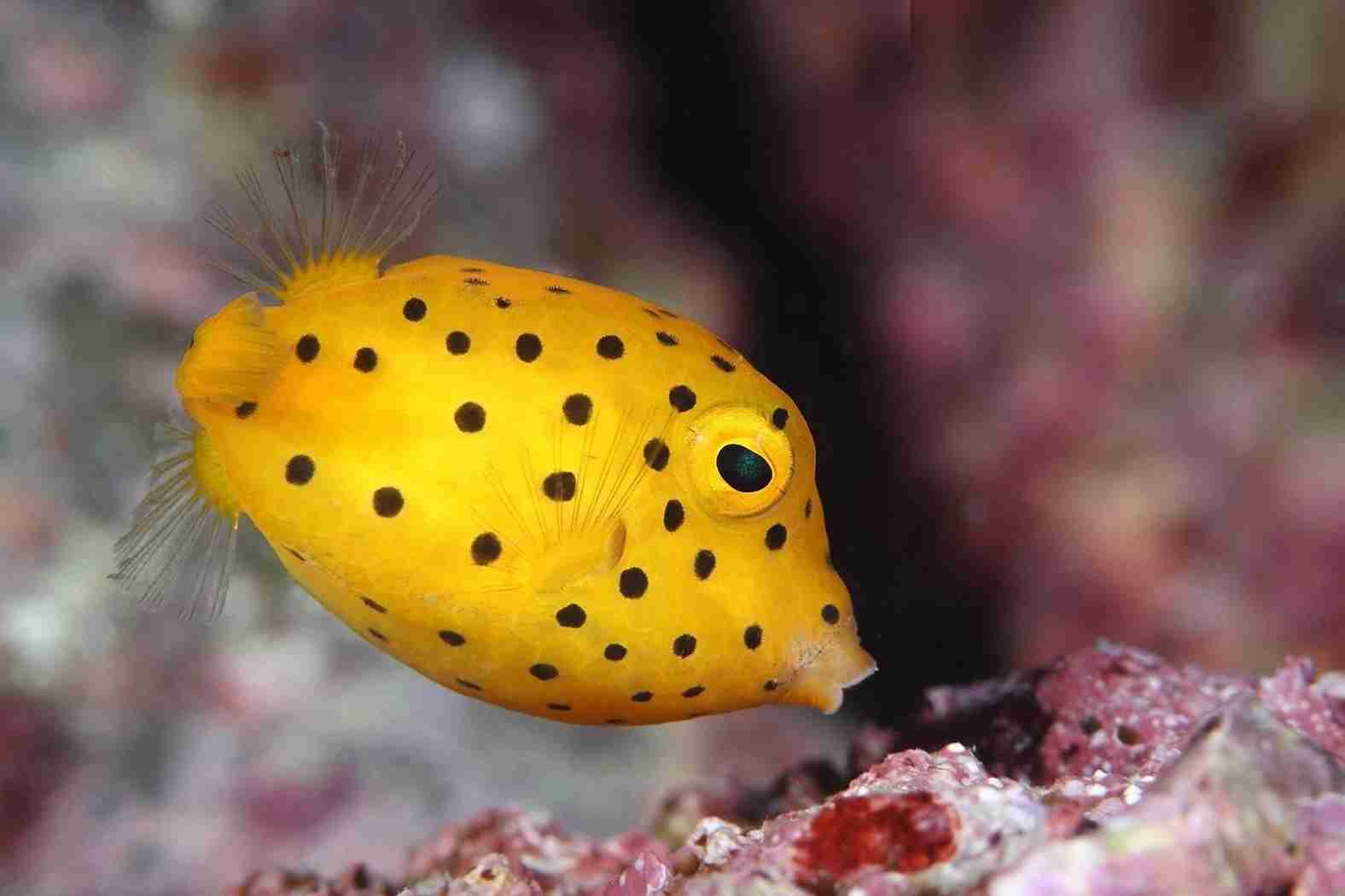 آکواریوم بندر انزلی