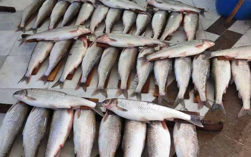 سوغات لاهیجان