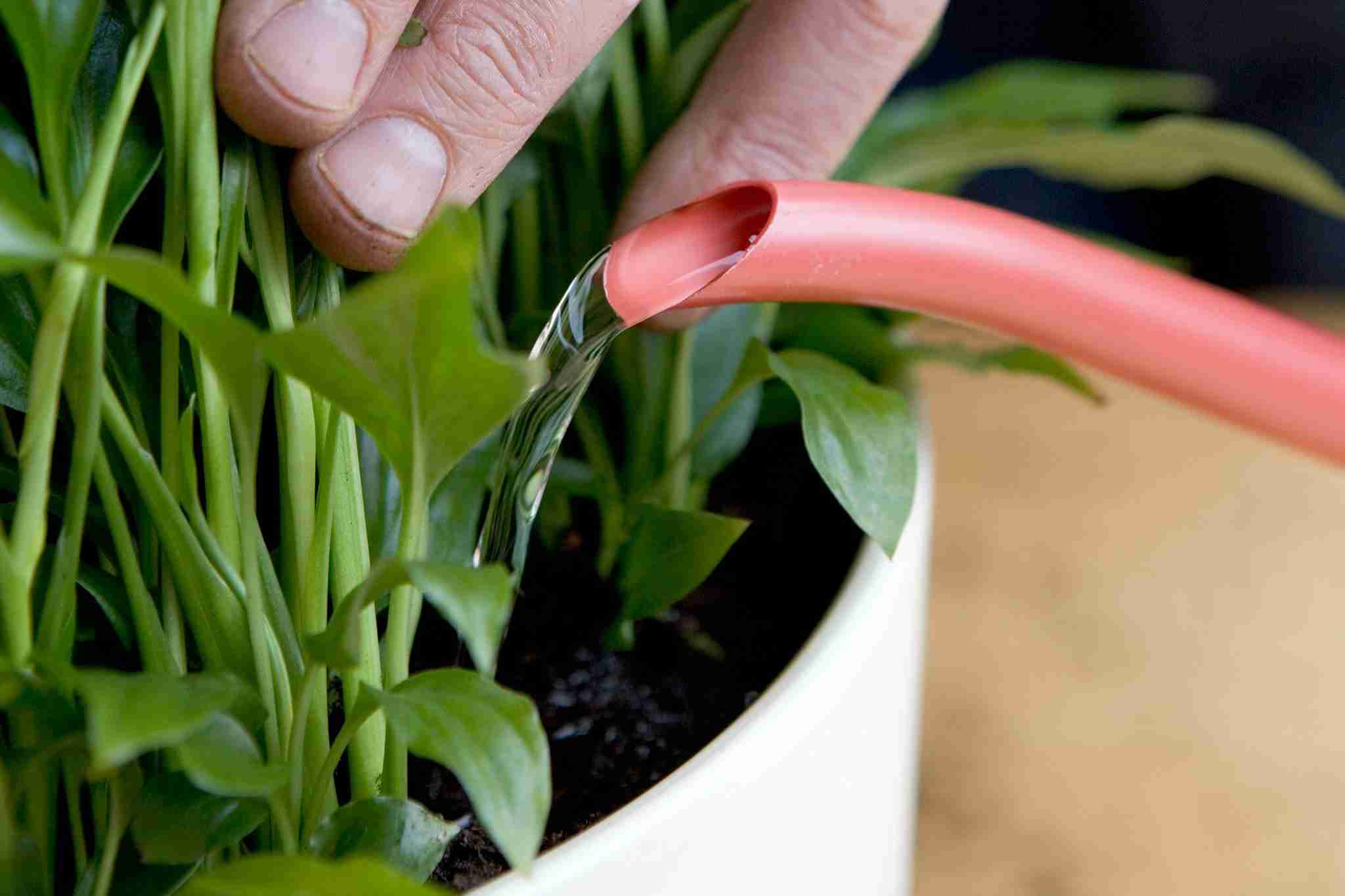 مراقبت از گیاهان در سفر