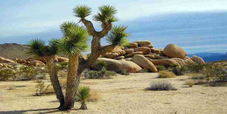 گیاهان و جانوران