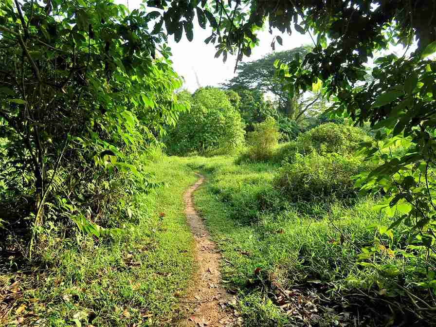 پیاده روی در سنگاپور؛ Chestnut Nature
