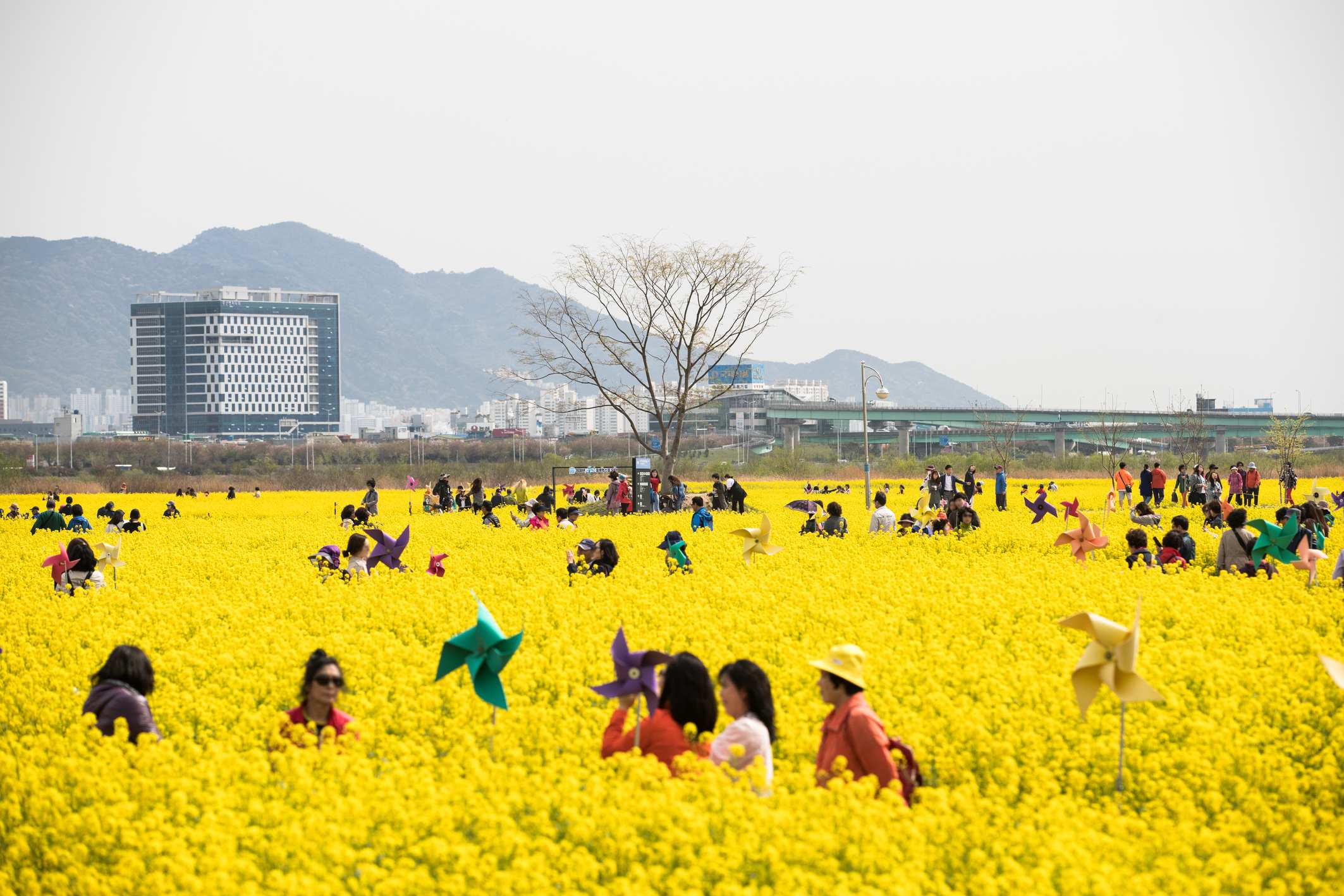 سفر به بوسان در بهار