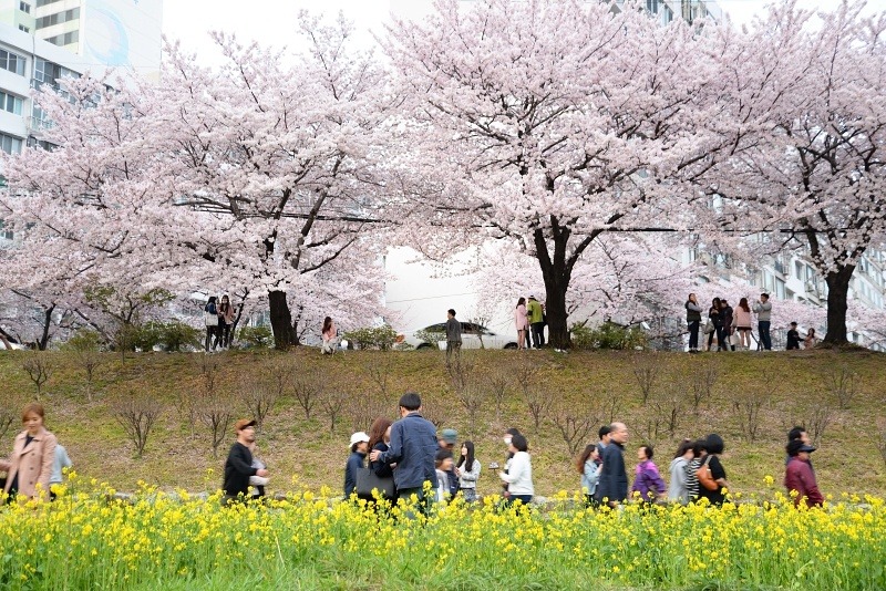 سفر به بوسان در بهار