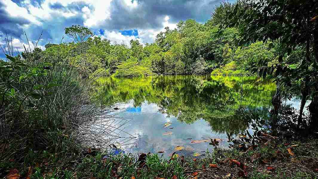 Hampstead wetlans park؛ یکی از بهترین پارک های توریستی سنگاپور