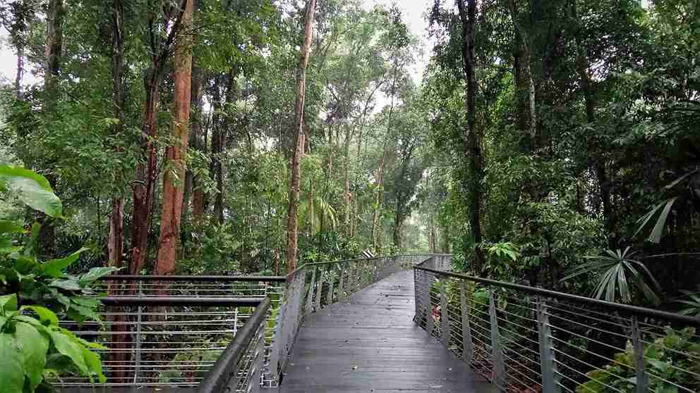 پیاده روی در سنگاپور؛ The Learning Forset