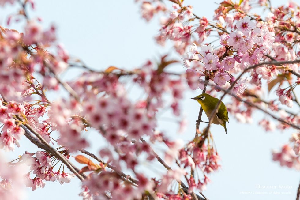 کیوتو در بهار