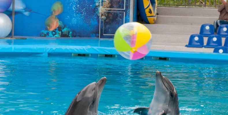 پارک دلفین کیش