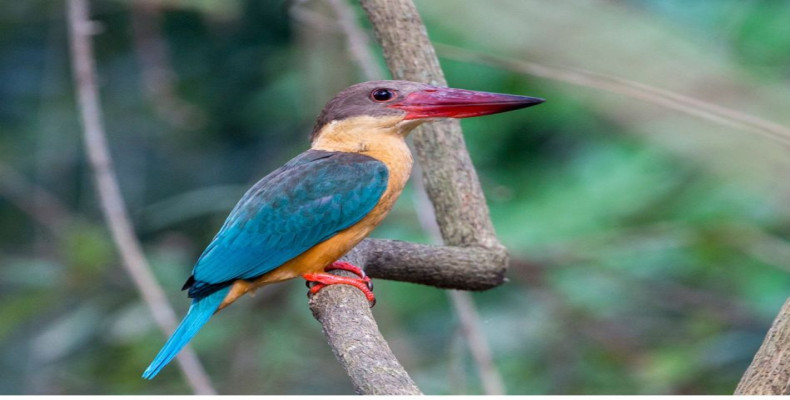 رودخانه مادو بنتوتا 