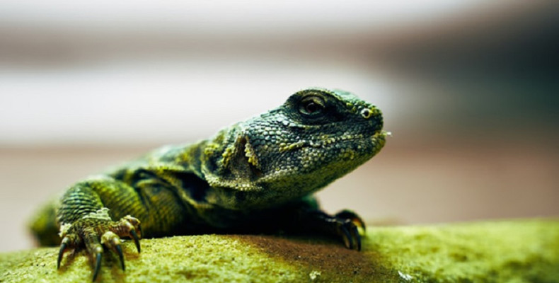 تونل خزندگان