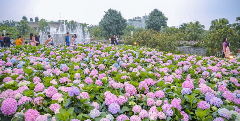 جشنواره گل Dalat