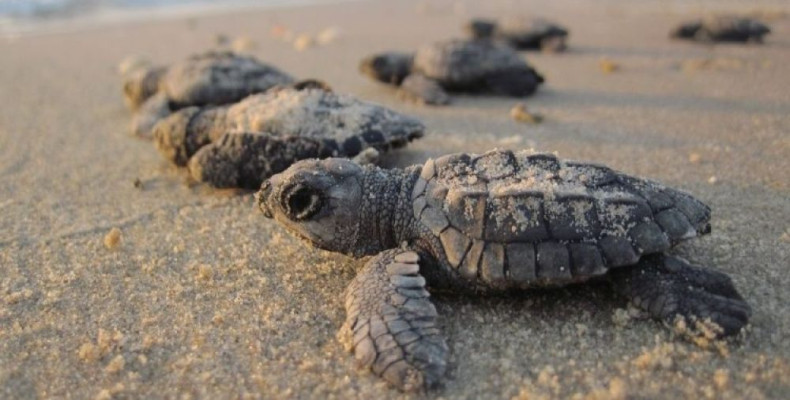 برنامه حفاظت از لاکپشتها