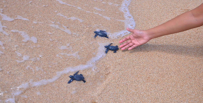 رهاسازی نوزاد لاک‌پشت‌ها